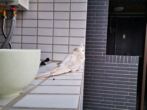 家裡飛來一隻鳥|【家裡出現鳥】家裡鳥進來有什麼好兆頭？自來鳥寓意大公開！